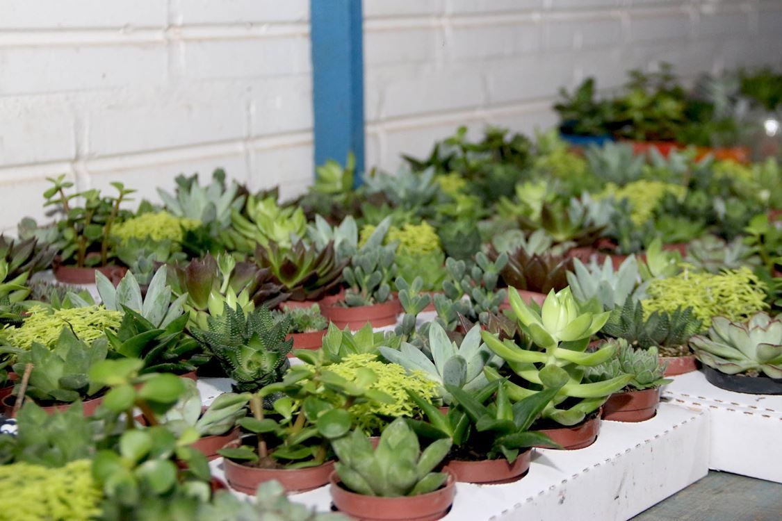 Floricultura Paraíso