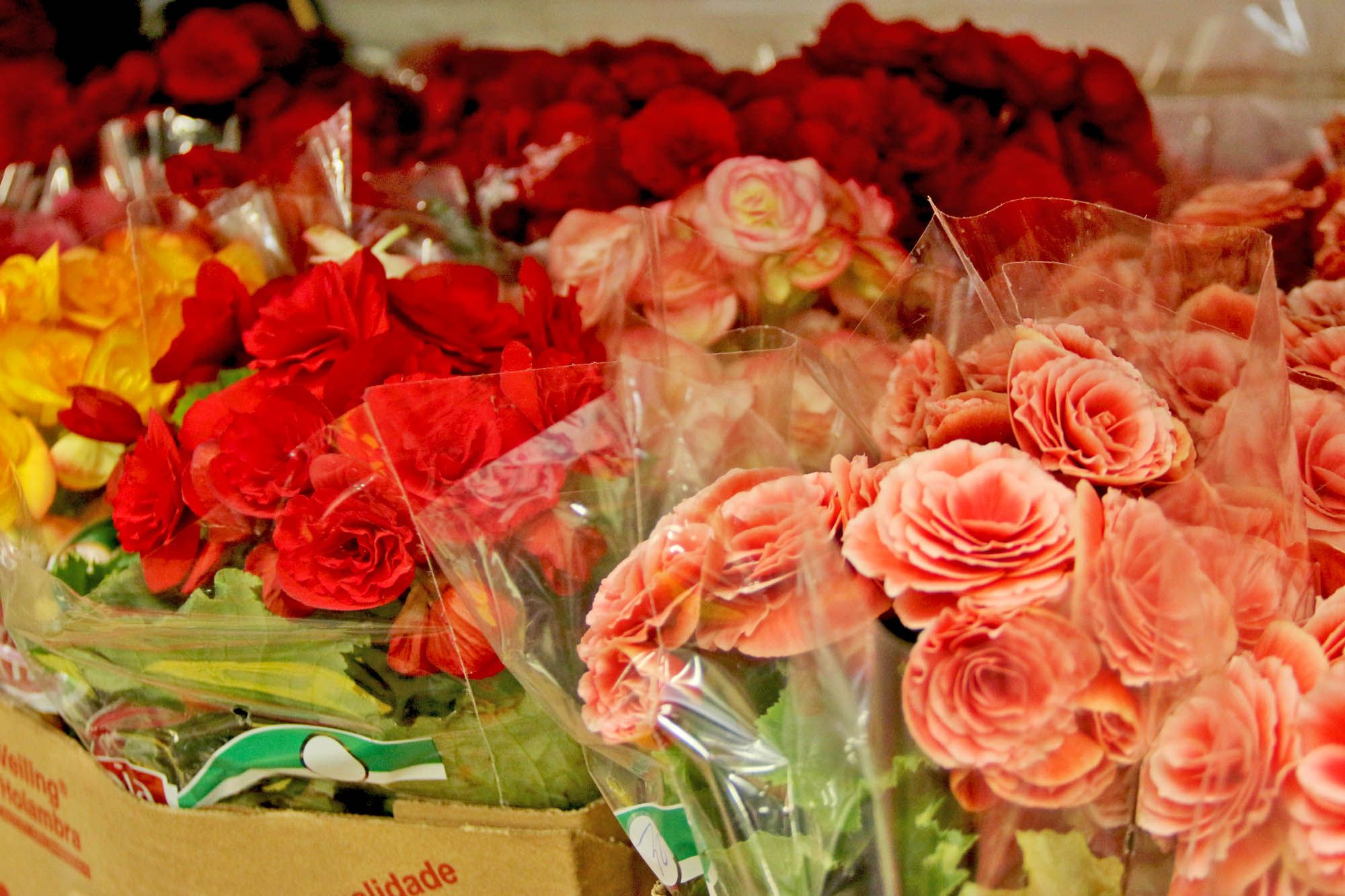 Floricultura Paraíso