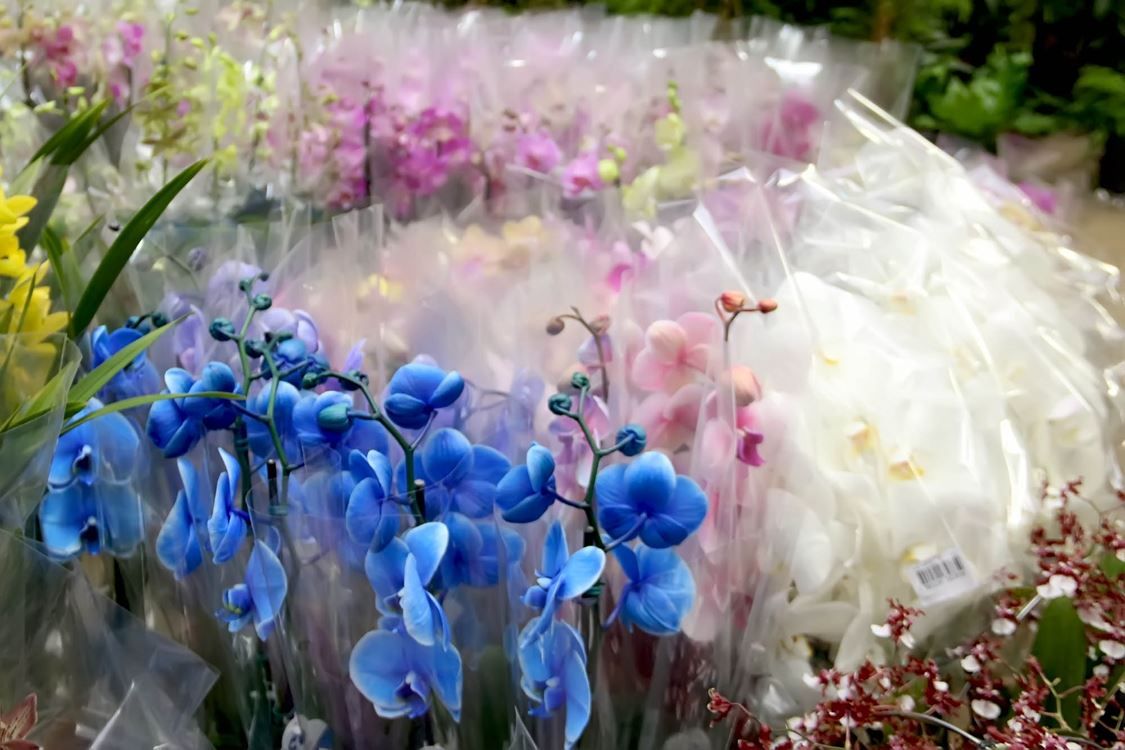 Floricultura Paraíso